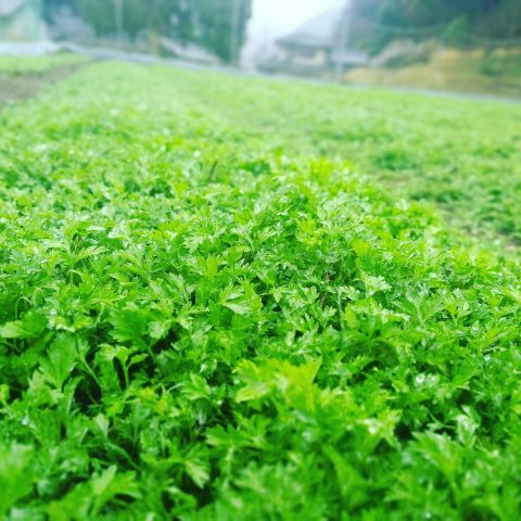 定植後2ヶ月ごろのイメージ画像