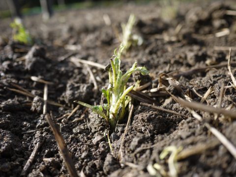 定植直後のよもぎ